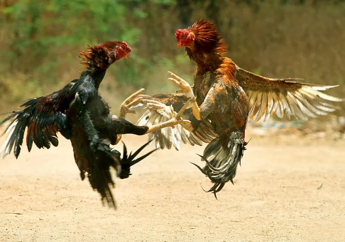 ©Wikimedia Commons/Amshudhagar/CC BY-SA 3.0