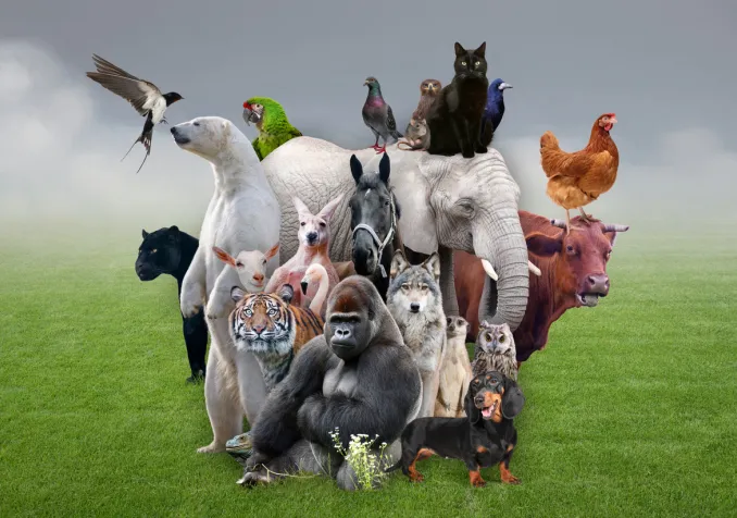 Alors que les antispécistes revendiquent de considérer les animaux comme des individus à part entière, que sait-on réellement de leur vie intérieure et de leur possible spiritualité?  IStock