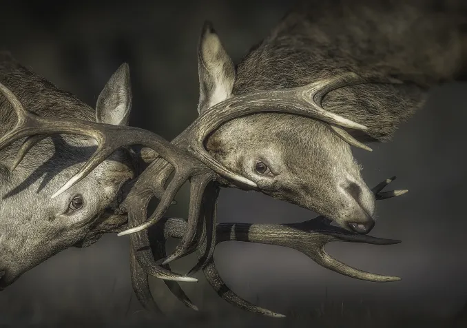 © Istock / Nick Hurst