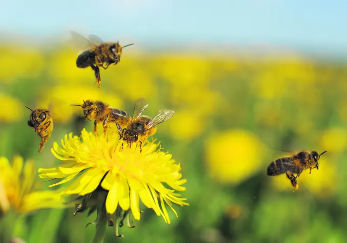 ©iStock/proxyminder