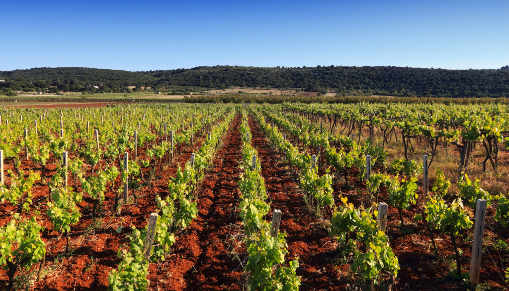 Vignoble dans la région des Pouilles, Italie / ©iStock