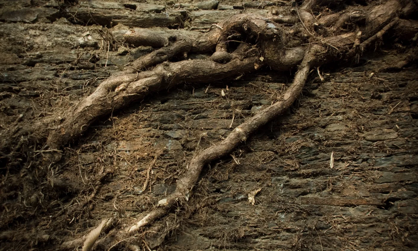 © Flickr CC CC BY-NC-ND 2.0 / Arnet https://www.flickr.com/photos/gurvan/1618466759/in/photolist-3t24Mi-r6BVqo-6VvkEu-96Mjia-BVKfs5-JSXfx2-asew3Y-9B2Uvr-96QmRd-e7MtXc-2VE5H9-pyUccN-r2ZWnU-frvdSd-8RuQAm-96MkU2-5vg6R2-C41VXE-mae6nh-WuFabC-g24PbV-VBEHho-aKbfCX-aKbfrr-9JxLzb-aKbfng-aKbfiD-aaJDLk-aKbfhi-aKbfMZ-aaJDX6-EKFb9-VRUZc6-59Br2y-96MnBB-6KLxzi-bx9VWR-96QeeU-iHsKHy-9naWD1-h9qvBB-7EwUoJ-q2WUND-Ewtz4i-6FRSPR-pyV7Mx-JSXgnt-z8Mxfc-8ANW19-BVJc6C