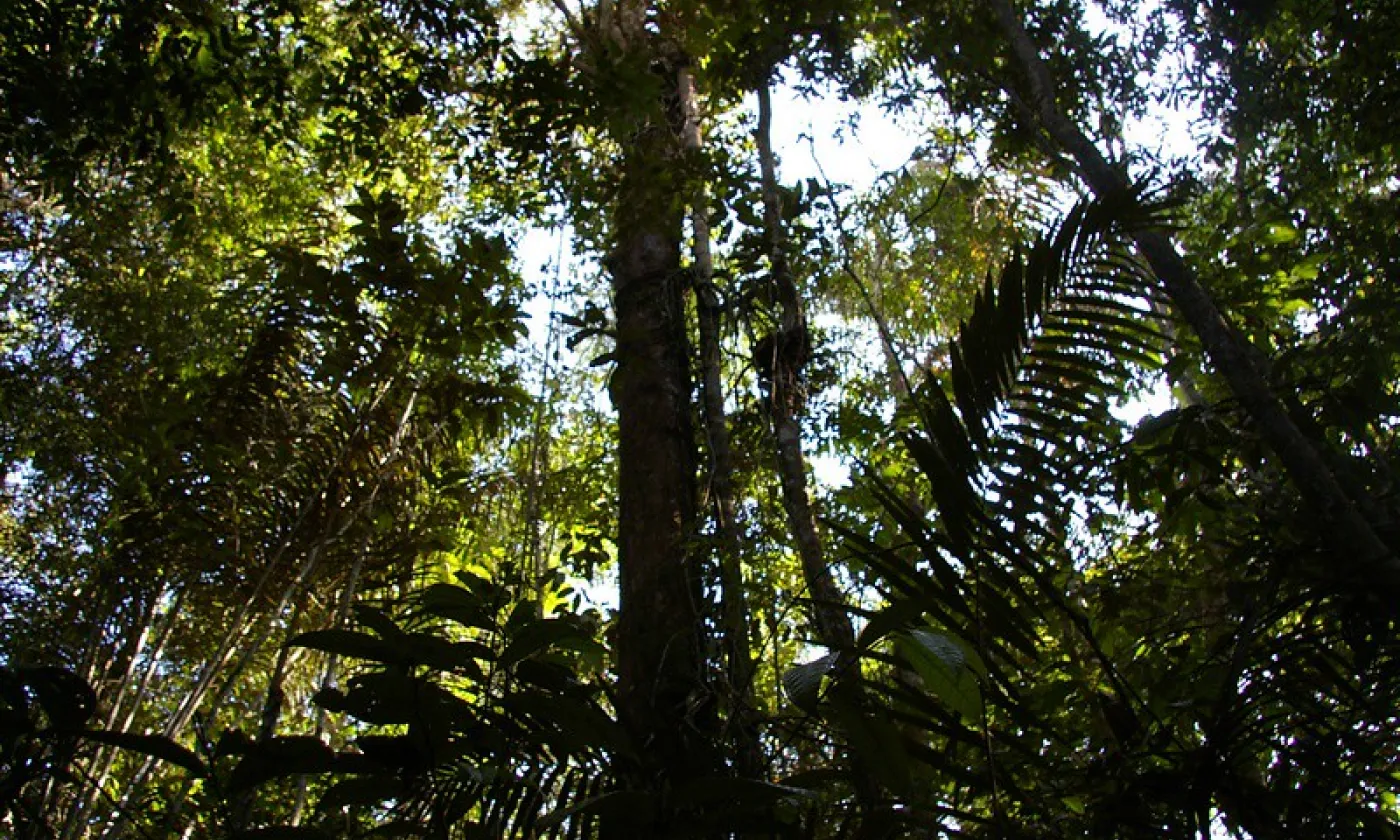 Forêt amazonienne ©Flikr/Nao Iizuka