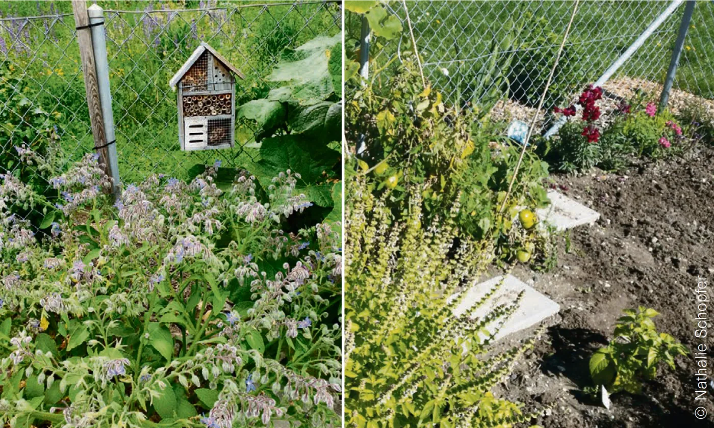 La parcelle du jardin de la paroisse de l’Espace Saint-Luc à Genève. © Nathalie Schopfer