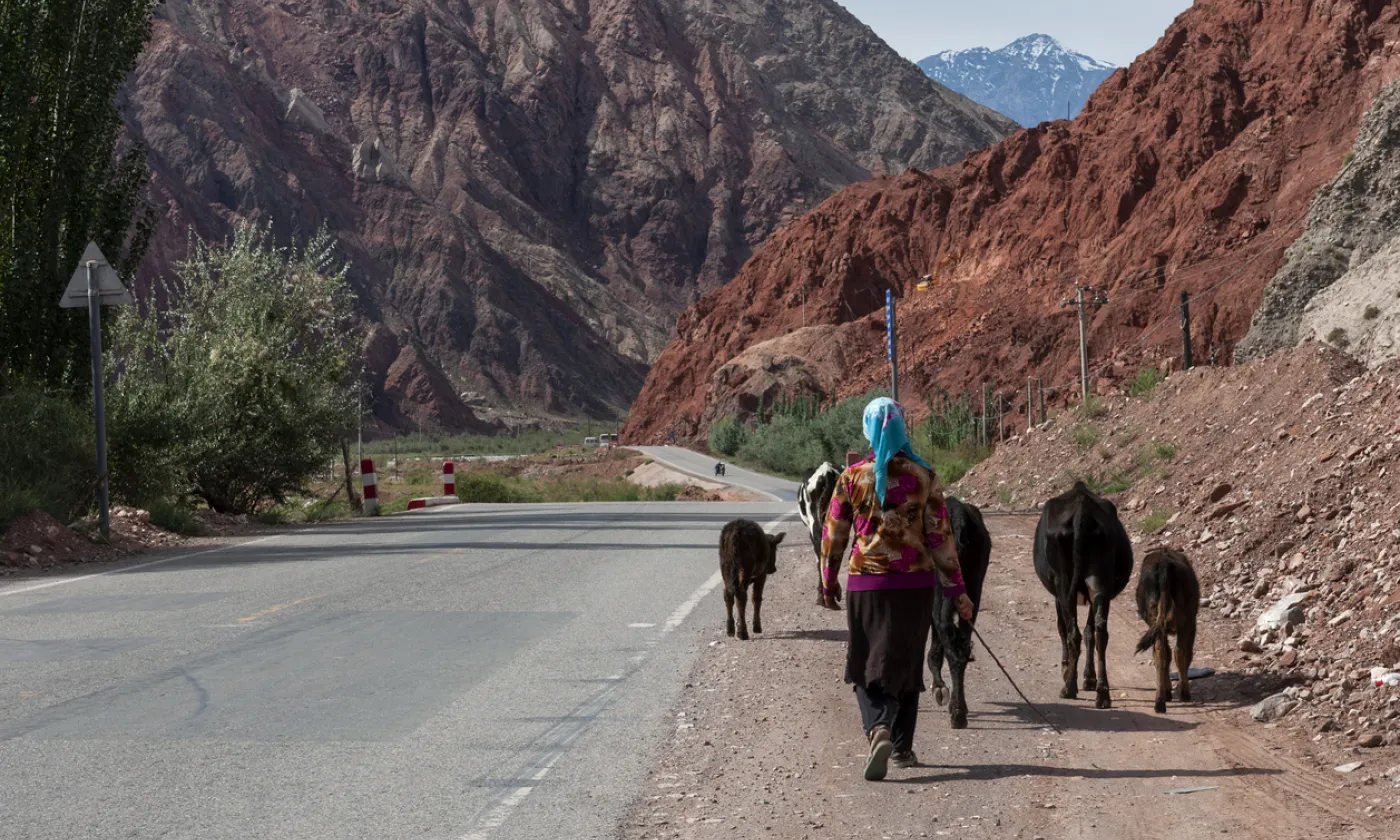 Une femme conduisant des vaches le long de la route de Karakorum, qui relie la région du Xinjiang en Chine au Pakistan. Photo prise en 2012. © iStock/Tiago_Fernandez Une femme conduisant des vaches le long de la route de Karakorum, qui relie la région du Xinjiang en Chine au Pakistan. Photo prise en 2012. © iStock/Tiago_Fernandez