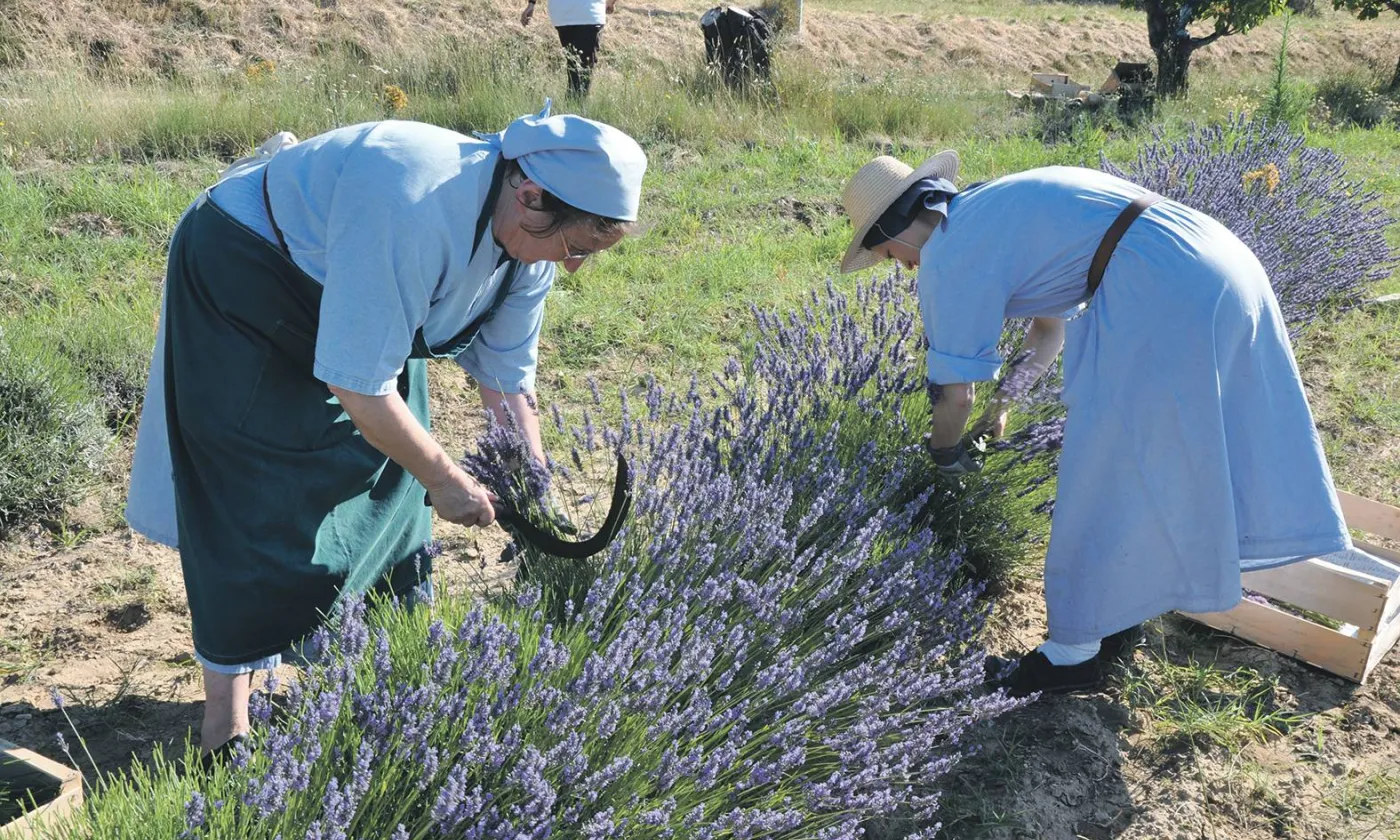 Les sœurs dominicaines du monastère de Taulignan (Gard) partagent avec leurs hôtes la connaissance des plantes aromatiques et la théologie de la Création. ©Christine Kristof