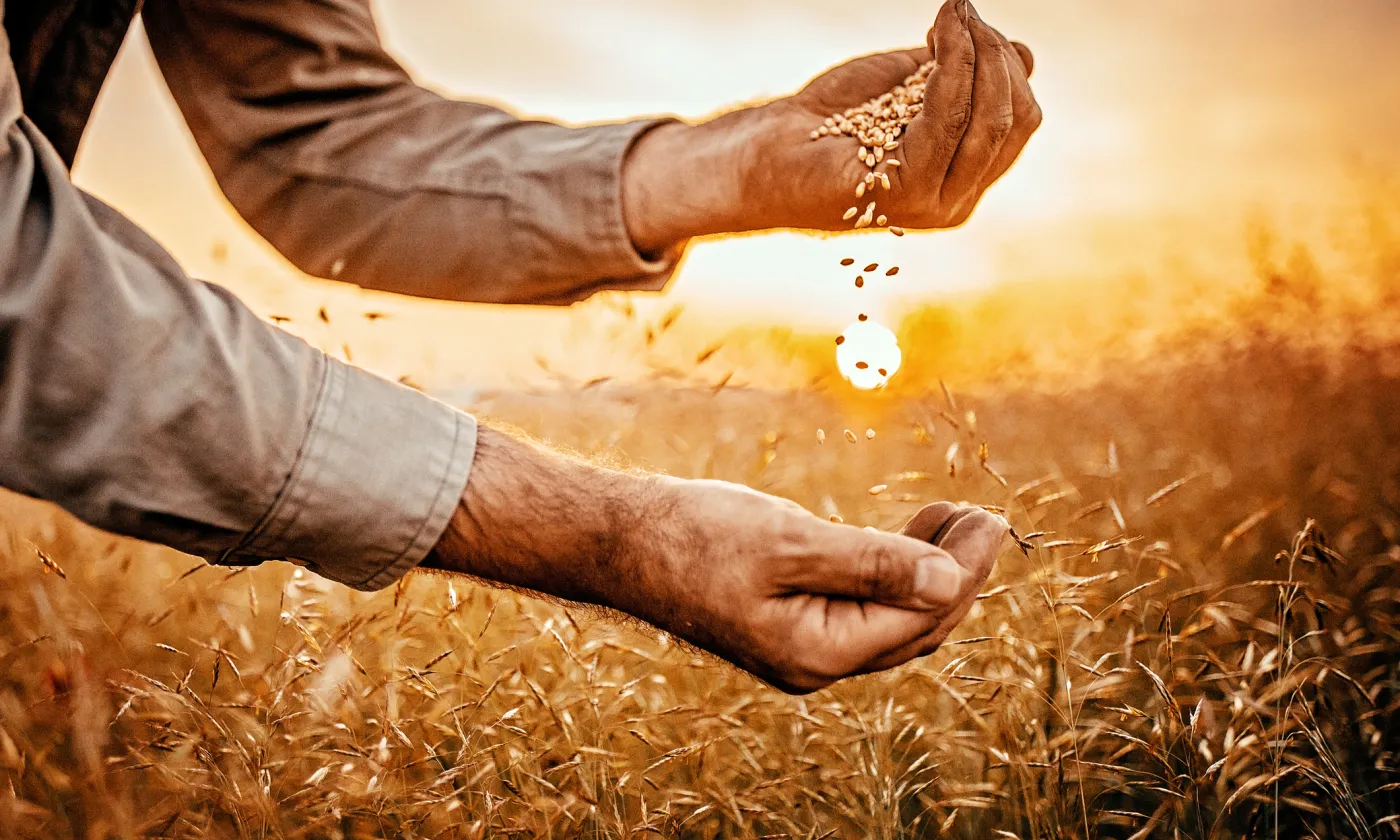 À l'occasion de leur annuelle campagne œcuménique de carême, les Églises catholiques et réformées de Suisse s'engagent dans la bataille contre la privatisation des semences par un nombre restreint de multinationales – un enjeu capital pour l'avenir de la planète. IStock