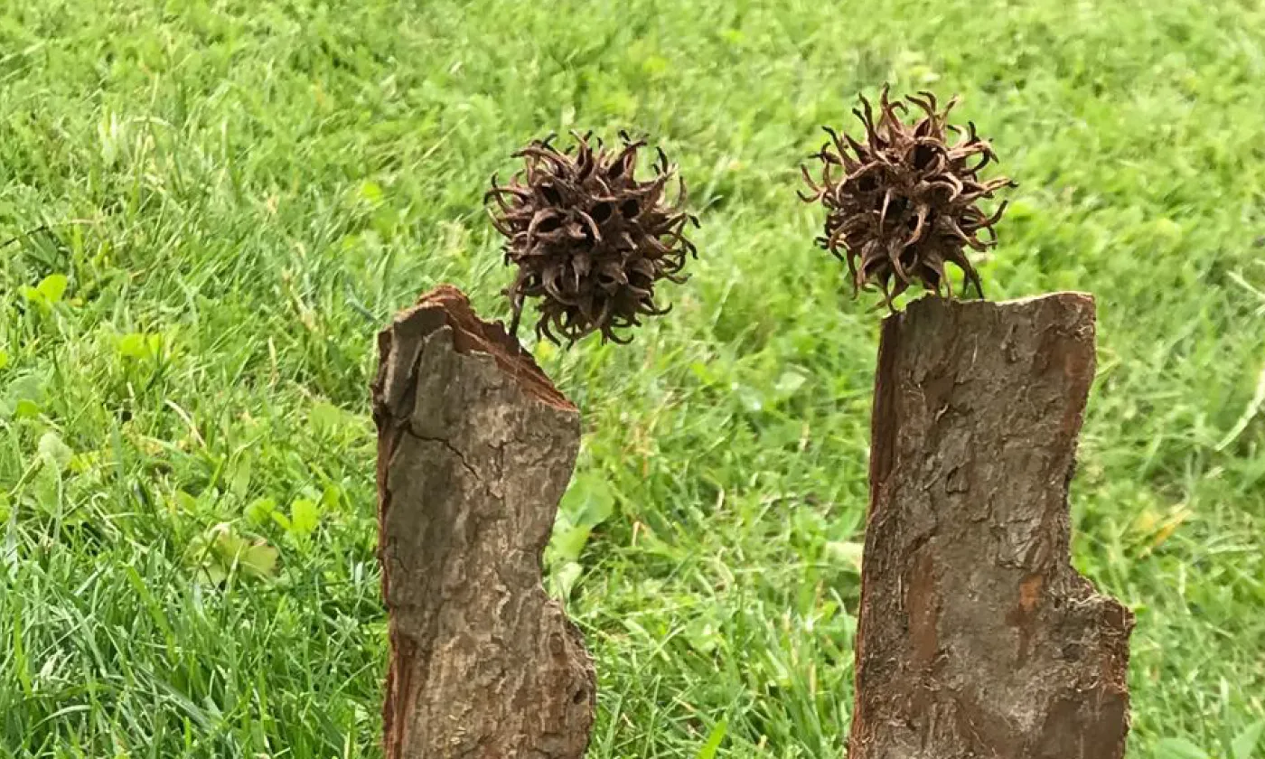 Stage Imago : la vie de couple Stage Couple Imago - Créer et cultiver un lien épanouissant